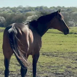 Bob the perfect companion