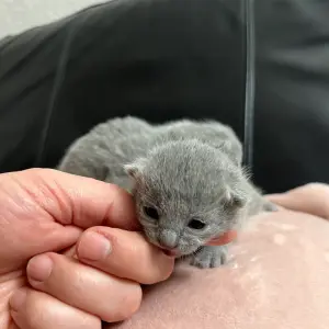 Magnificent newborn Russian blue is kitten 4 sale London 17 minute
